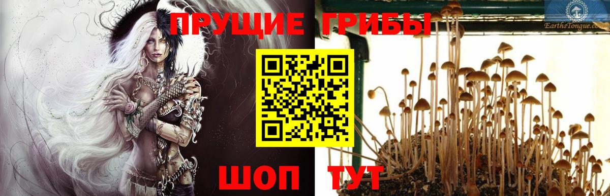 Мценск  Псилоцибиновые грибы GOLDEN TEACHER  Галлюциногенные грибы мухоморы  Вход с VPN 